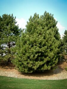 Сосна Чёрная (Pinus Nigra) купить по цене от 270.00р. в интернет-магазине «Посадика» с доставкой почтой в в Называевске и по всей России – [изображение №1].