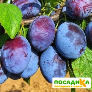 Слива Чачакская ранняя купить по цене от 229.00р. в интернет-магазине «Посадика» с доставкой почтой в в Называевске и по всей России – [изображение №1].