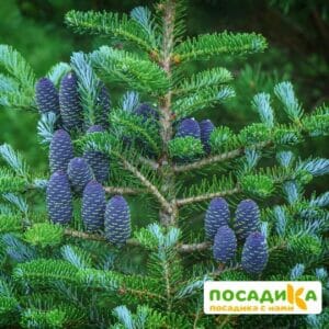 Пихта корейская (Abies koreana) купить по цене от 450.00р. в интернет-магазине «Посадика» с доставкой почтой в в Называевске и по всей России – [изображение №1].