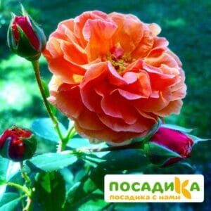 Роза Арабия купить по цене от 350.00р. в интернет-магазине «Посадика» с доставкой почтой в в Называевске и по всей России – [изображение №1].