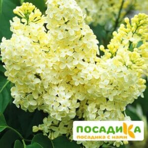 Сирень Примроуз (Primrose) купить по цене от 529.00р. в интернет-магазине «Посадика» с доставкой почтой в в Называевске и по всей России – [изображение №1].