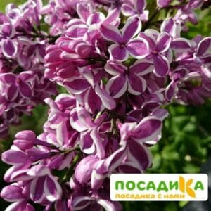 Сирень Сенсация купить по цене от 529.00р. в интернет-магазине «Посадика» с доставкой почтой в в Называевске и по всей России – [изображение №1].