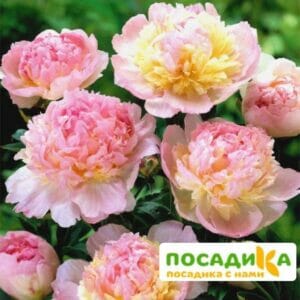 Пион Распберри Сандей (Paeonia Raspberry Sundae) купить по цене от 959р. в интернет-магазине «Посадика» с доставкой почтой в в Называевске и по всей России – [изображение №1].