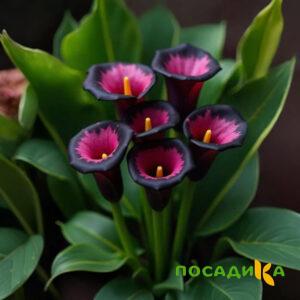Калла Аура Лейс купить по цене от 400р. в интернет-магазине «Посадика» с доставкой почтой в в Называевске и по всей России – [изображение №1].