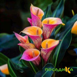 Калла Оникс купить по цене от 450р. в интернет-магазине «Посадика» с доставкой почтой в в Называевске и по всей России – [изображение №1].