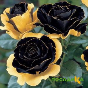 Роза Ханни Сикл купить по цене от 700р. в интернет-магазине «Посадика» с доставкой почтой в в Называевске и по всей России – [изображение №1].
