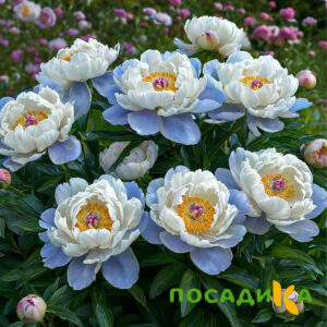 Пион акварельный Этюд купить по цене от 806р. в интернет-магазине «Посадика» с доставкой почтой в в Называевске и по всей России – [изображение №1].