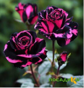 Роза Багровый Шепот купить по цене от 366р. в интернет-магазине «Посадика» с доставкой почтой в в Называевске и по всей России – [изображение №1].