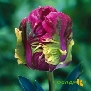 Тюльпан Экзотик Хэвен купить по цене от 186р. в интернет-магазине «Посадика» с доставкой почтой в в Называевске и по всей России – [изображение №1].