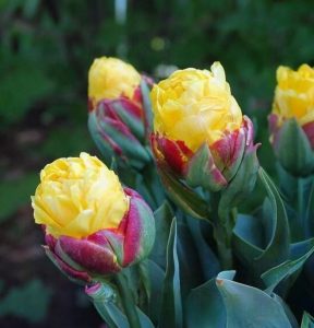 Тюльпан Айс Крим Банана купить по цене от 360р. в интернет-магазине «Посадика» с доставкой почтой в в Называевске и по всей России – [изображение №1].