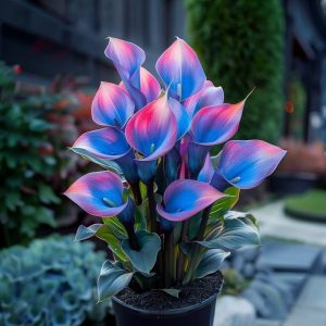 Калла Импрессия купить по цене от 590р. в интернет-магазине «Посадика» с доставкой почтой в в Называевске и по всей России – [изображение №1].