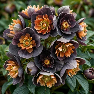 Морозник Блум Айс купить по цене от 499р. в интернет-магазине «Посадика» с доставкой почтой в в Называевске и по всей России – [изображение №1].