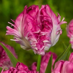 Тюльпан махровый Кул Кристал купить по цене от 400р. в интернет-магазине «Посадика» с доставкой почтой в в Называевске и по всей России – [изображение №1].